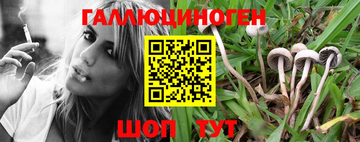 купить   Галлюциногенные грибы Cubensis  Курчалой  Вход с VPN  Галлюциногенные грибы прущие грибы 